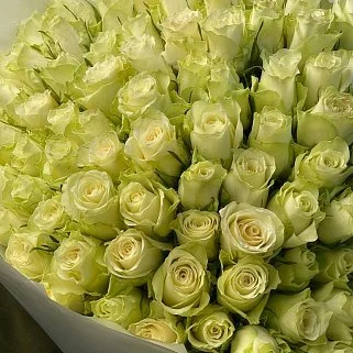Букет из 101 белой розы 40 см (Кения)