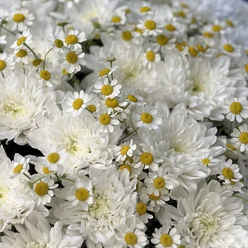 Дуо-букет хризантем Baltica и матрикарии S