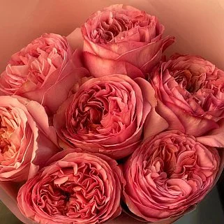 Букет пионовидных роз Pink Expression XS