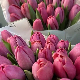 Букет из 25 малиновых тюльпанов
