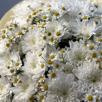 Дуо-букет хризантем Baltica и матрикарии L