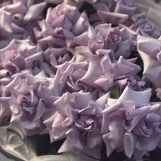 Букет из 25 французских роз Ocean Song