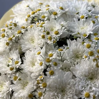 Дуо-букет хризантем Baltica и матрикарии L