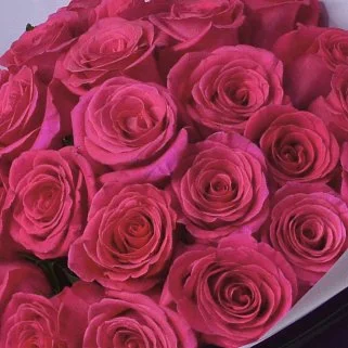 Букет из 25 ярко-розовых роз сорта Gotcha