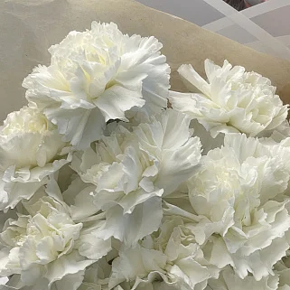 Букет из 15 белых гвоздик