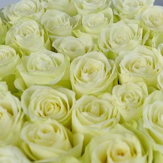 Букет в шляпной коробке из 31 белой розы (Кения)