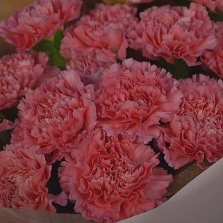 Букет из 21 розовой гвоздики