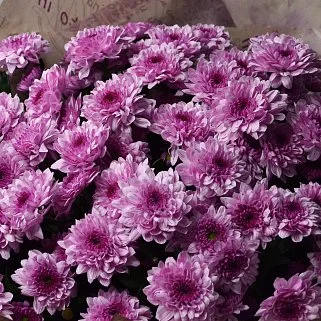Букет из 15 кустовых хризантем