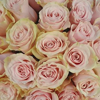 Букет из 51 розы Pink Mondial 60см