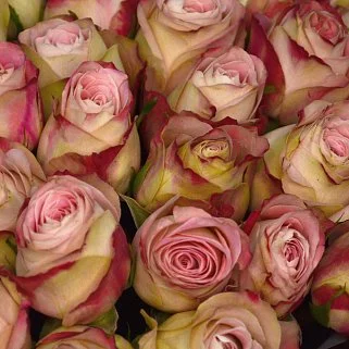 Букет из 101 розы Upper Secret 50см (Кения)