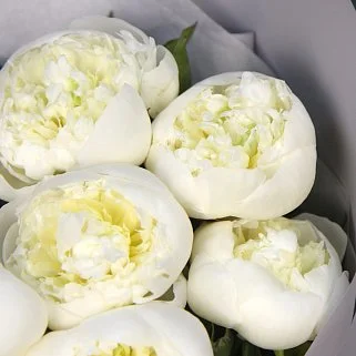 Букет из 9 белых пионов Дюшес