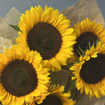 Солнечный букет из 5 подсолнухов
