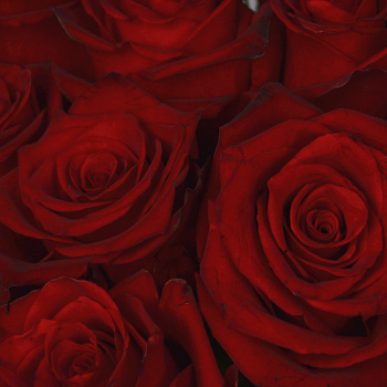 Букет из 15 красных роз 60см