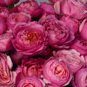 Букет из 15 кустовых пионовидных роз Juliet Cerise