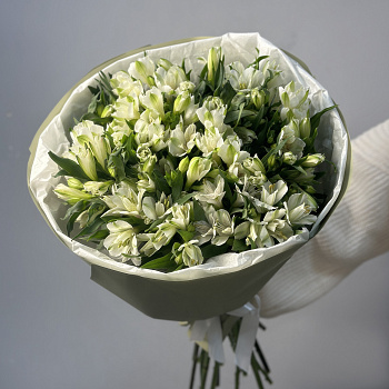 Букет из 21 белой альстромерии