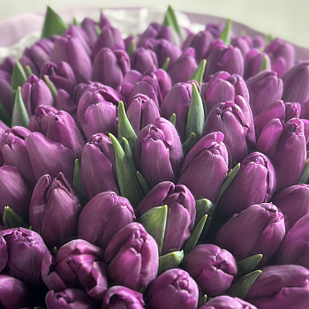 Букет из 101 фиолетового тюльпана