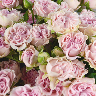 Букет из 15 кустовых пионовидных роз Sweet Flow