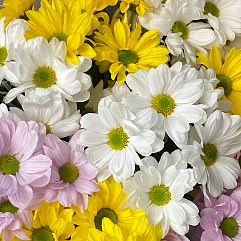 Букет из 9 кустовых хризантем (микс)