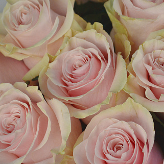 Букет из 15 роз Pink Mondial 60см