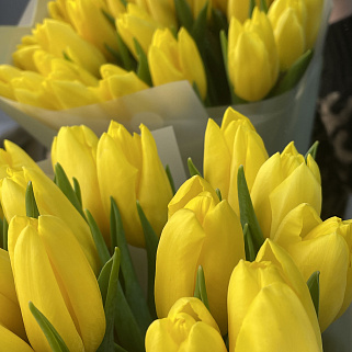 Букет из 25 желтых тюльпанов