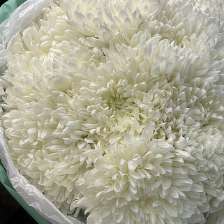 Букет из 15 белых хризантем