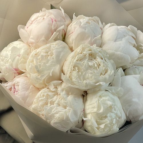 Обои Сады Пионы Кусты Розовый Цветы Картинка # Скачать | Peonies garden, Tree peony, Peonies