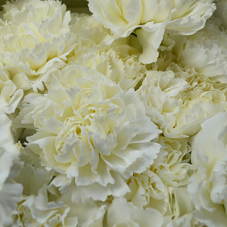 Букет из 21 белой гвоздики