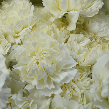 Букет из 21 белой гвоздики