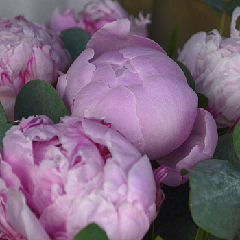 Букет в шляпной коробке из 11 пионов