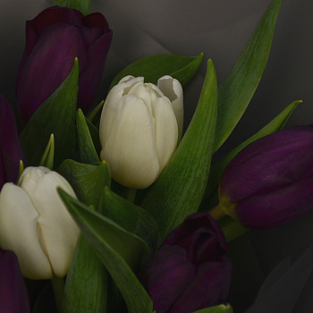 Букет из 15 тюльпанов (микс)