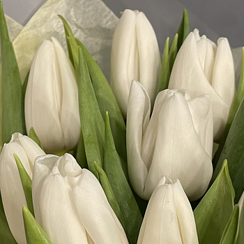 Букет из 9 белых тюльпанов