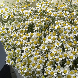 Букет ромашек XL