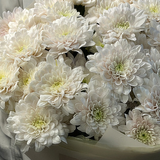 Букет из 9 кустовых хризантем Pastela Rose