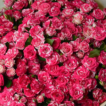 Букет из 51 кустовой розы Fireworks