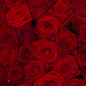 Букет из 51 красной розы 60см (Россия)