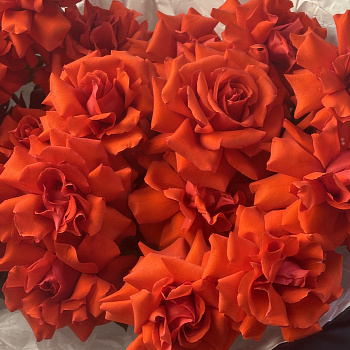 Букет из 25 французских роз Nina