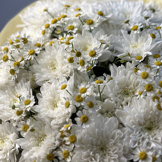 Дуо-букет хризантем Baltica и матрикарии L