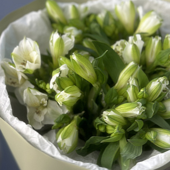 Букет из 7 белых альстромерий