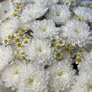 Дуо-букет хризантем Baltica и матрикарии M