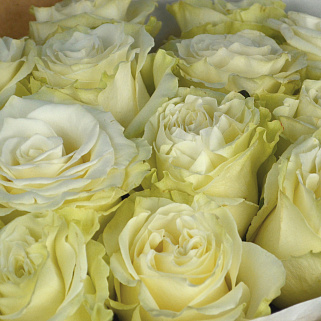 Букет из 15 белых роз Mondial 50см