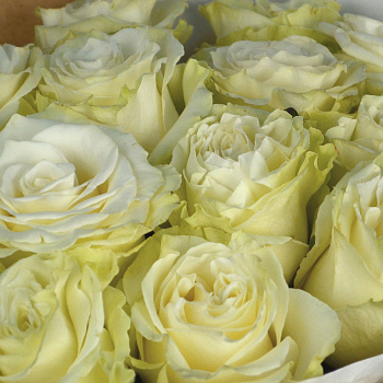 Букет из 15 белых роз Mondial 50см