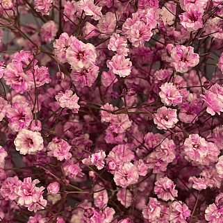 Букет из 11 веточек розовой гипсофилы