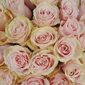 Букет из 51 розы Pink Mondial 60см