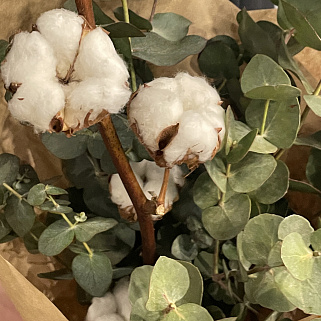 Букет из хлопка и эвкалипта M