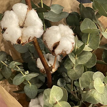 Букет из хлопка и эвкалипта M